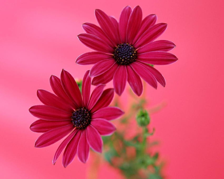 Gerbera Daisy Flower Rosa Flor, flor de margarida rosa papel de parede HD