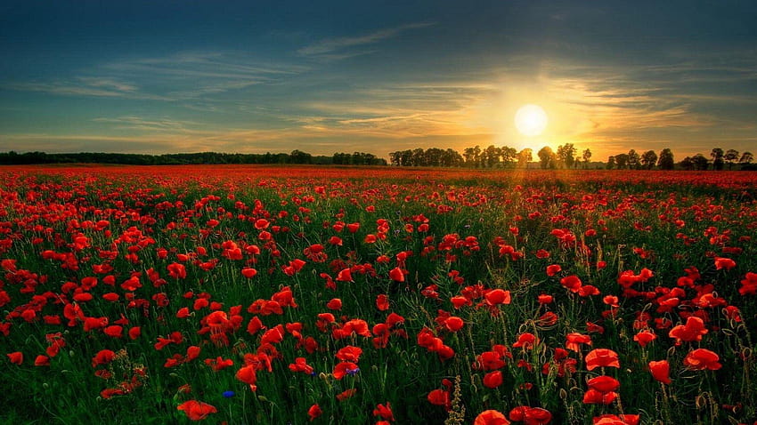 Roter Blumengarten, Rosengarten HD-Hintergrundbild