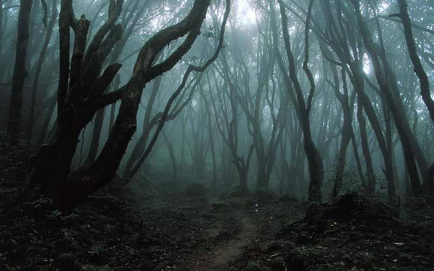 Очарователни Q фонове на призрачна гора, 47 призрачна гора, страшни гори HD тапет