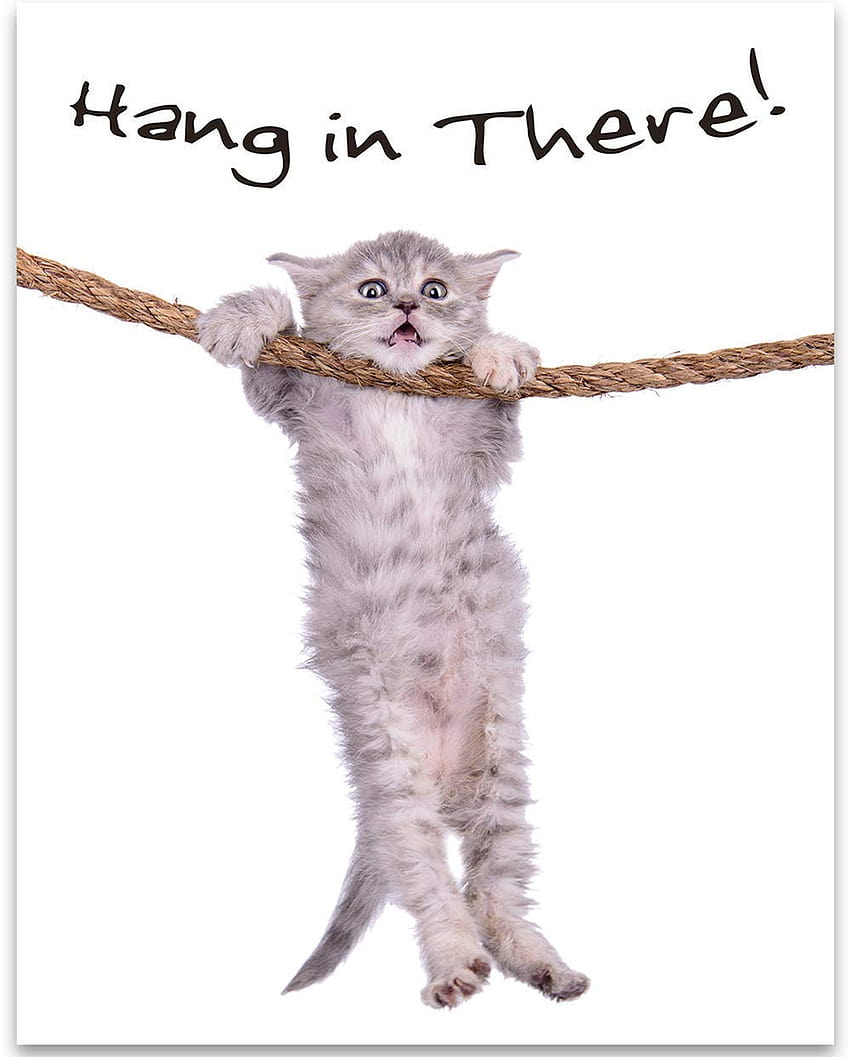 Hang In There HD phone wallpaper