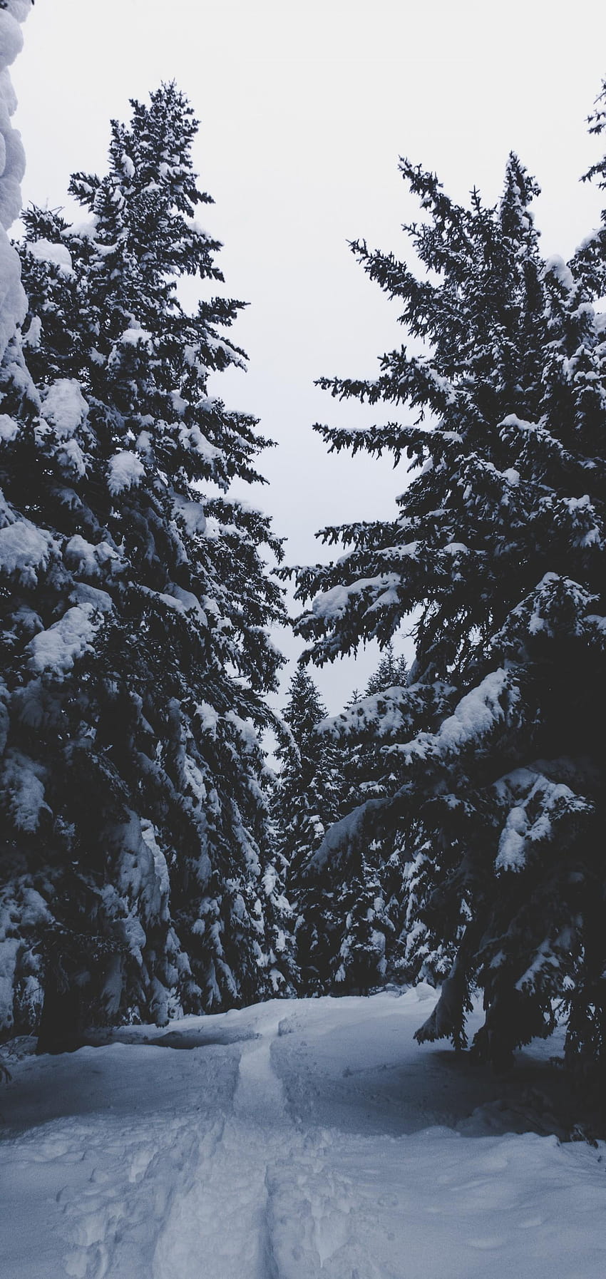 1440x3040 Nieve, invierno, árboles, abeto, cielo, abeto con nieve fondo de pantalla del teléfono
