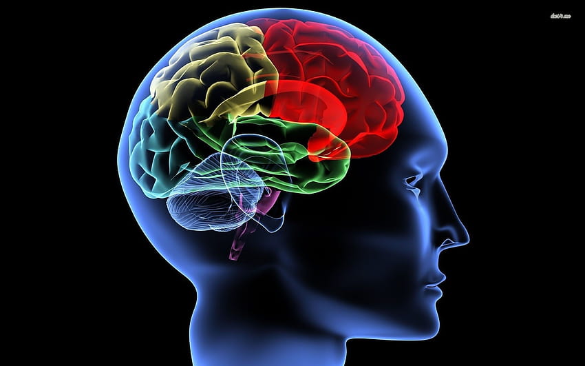 Human Brain HD wallpaper