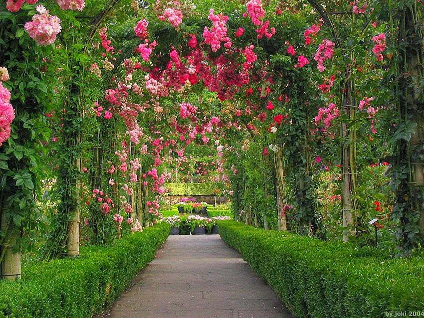 Rosa flor no jardim vermelho de alta resolução, jardim de flores papel de parede HD