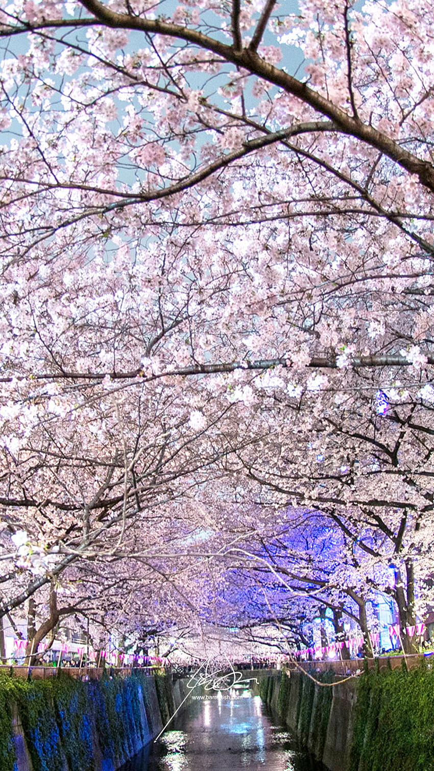 Japan's Cherry Blossom, japanese cherry tree HD phone wallpaper