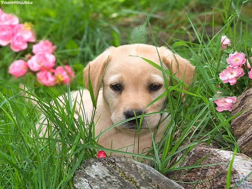 Lab Puppy And Screensavers Printable, lab dogs in spring HD wallpaper ...