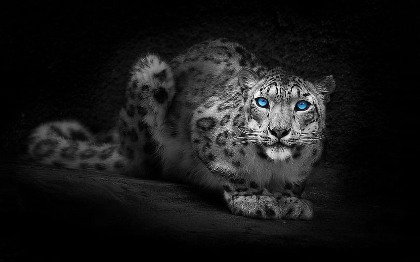 7 Léopard noir, léopard des neiges en gros plan Fond d'écran HD