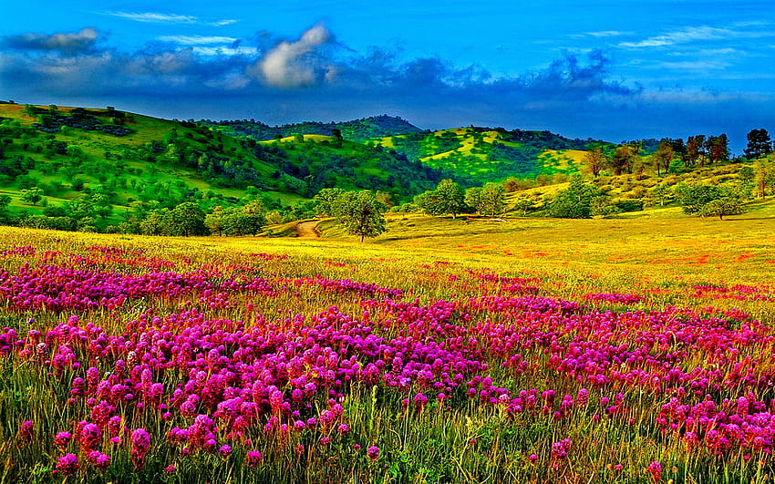 보라색 꽃이 있는 초원, 나무와 푸른 잔디가 있는 언덕 하늘, 보라색 꽃의 초원 HD 월페이퍼