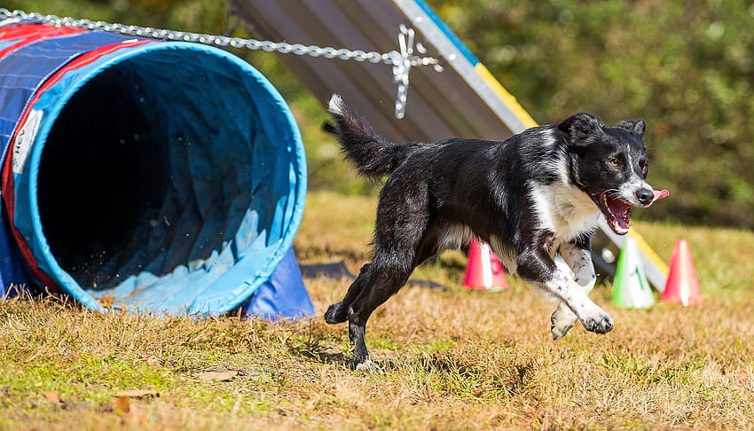 Beagle on agility training stock photo. Image of competition - 221943090