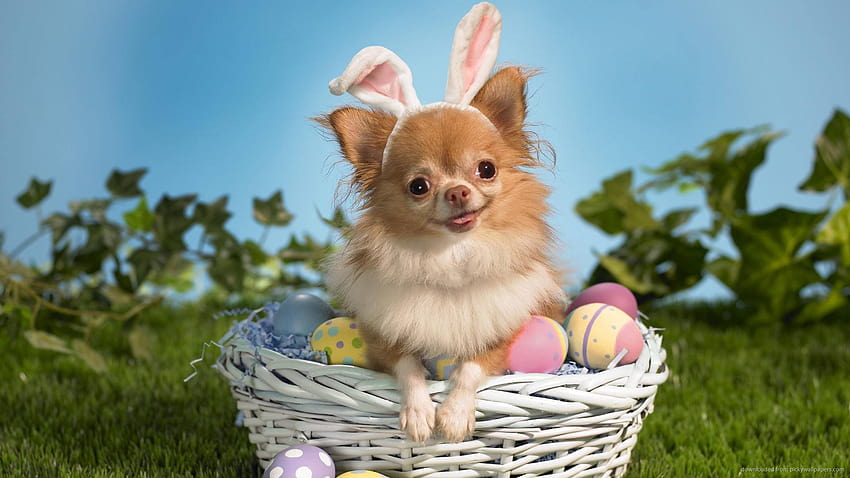 15 Dogs Who Think They’re The Easter Bunny, puppy and rabbit HD