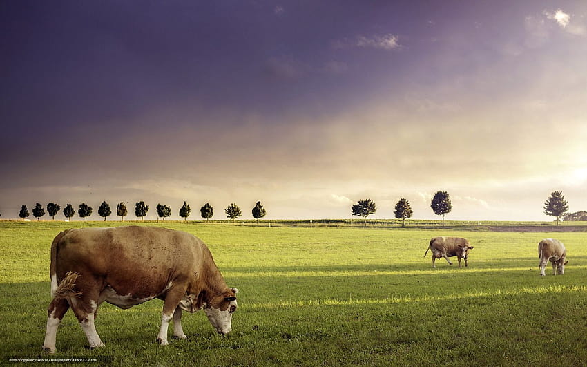 Krowy, zwierzęta gospodarskie, pole ...gde Tapeta HD