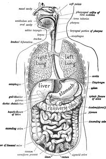 How ot draw Human digestive system