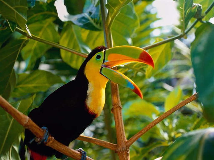 Tukanvogel HD-Hintergrundbild