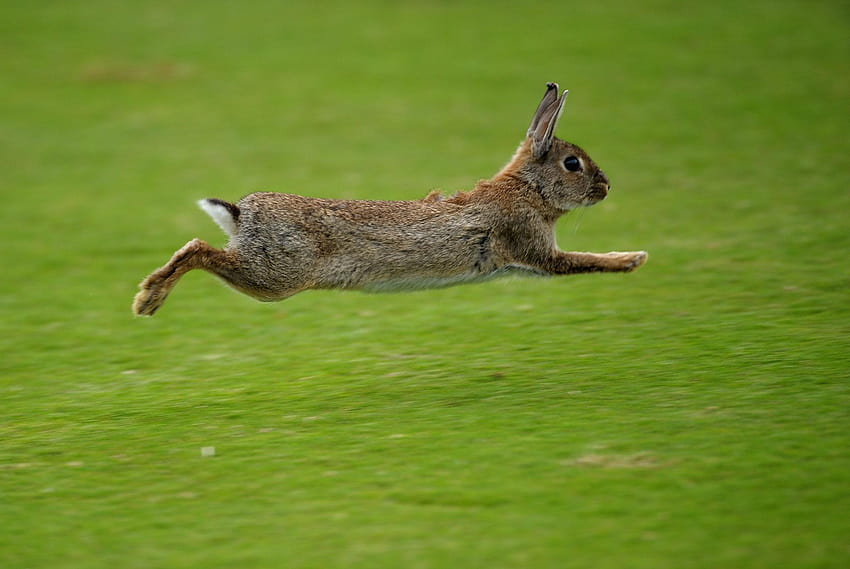 Przydatne wskazówki, które pomogą Ci aresztować królika, skaczące króliki Tapeta HD