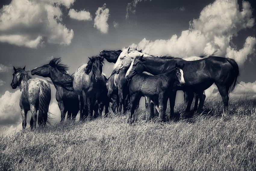 うま, 馬, 群れ, 牧草地, 雲, 黒, そして, 白 / そしてモバイルの背景, 馬の群れ 高画質の壁紙