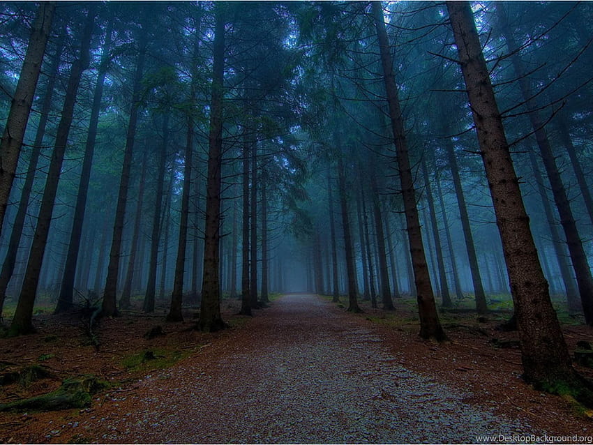 : Twilight Forest Backgrounds HD wallpaper