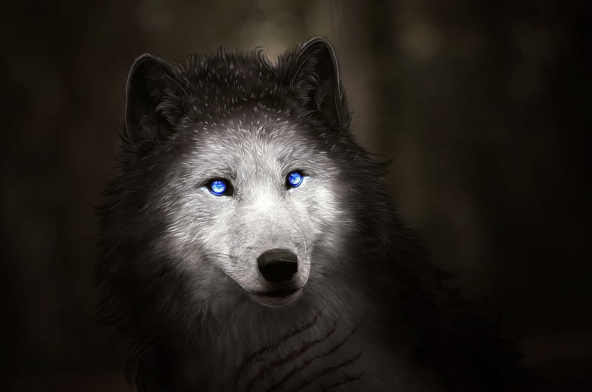 Wolf, Blue eyes, Digital art, , Creative Graphics, blue wolf eyes HD ...