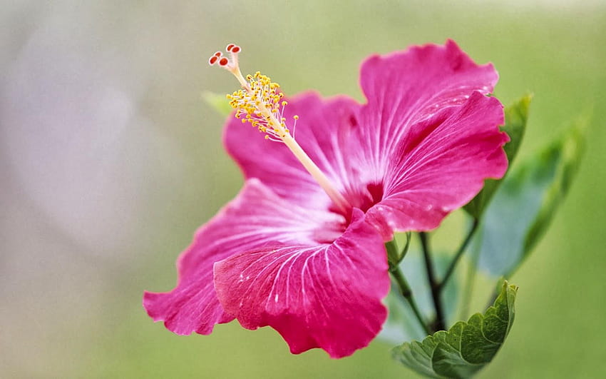 Tag Sfondi di fiori di ibisco rosa, fiore di ibisco rosso Sfondo HD