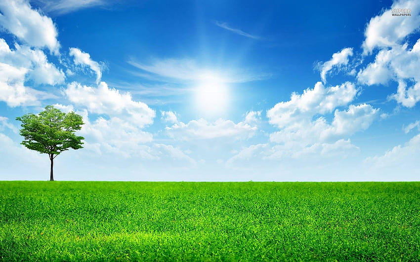 Blog Backgrounds Sunny Blue 8, sunny field background HD wallpaper