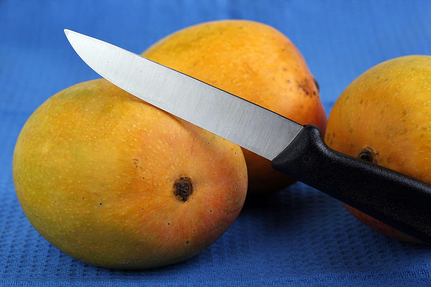 Mango Alta Calidad, árbol de mango alfanso lleno fondo de pantalla