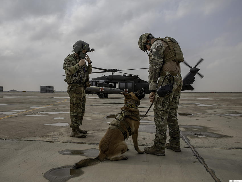 Military Working Dog, military dog HD wallpaper