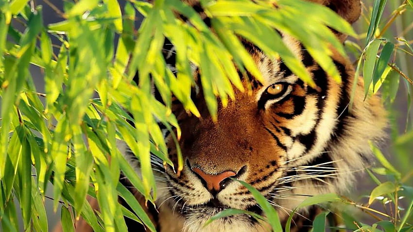 Tiger Wide « Long, siberian tiger HD wallpaper