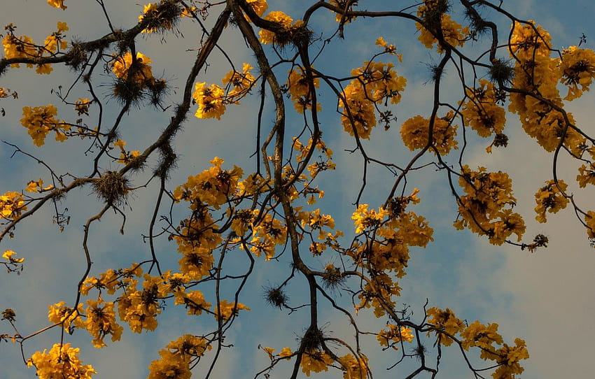 nature, yellow, flowers, glow, tree, sun, blur, blue sky, branches, gloomy, gray clouds, ultra backgrounds , section природа, yellow tree ultra HD wallpaper
