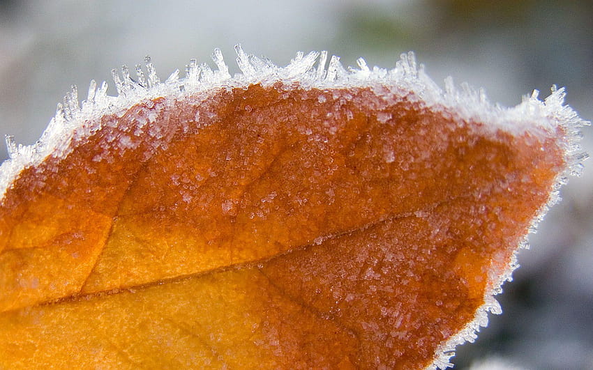 fall frost, frost leaves HD wallpaper