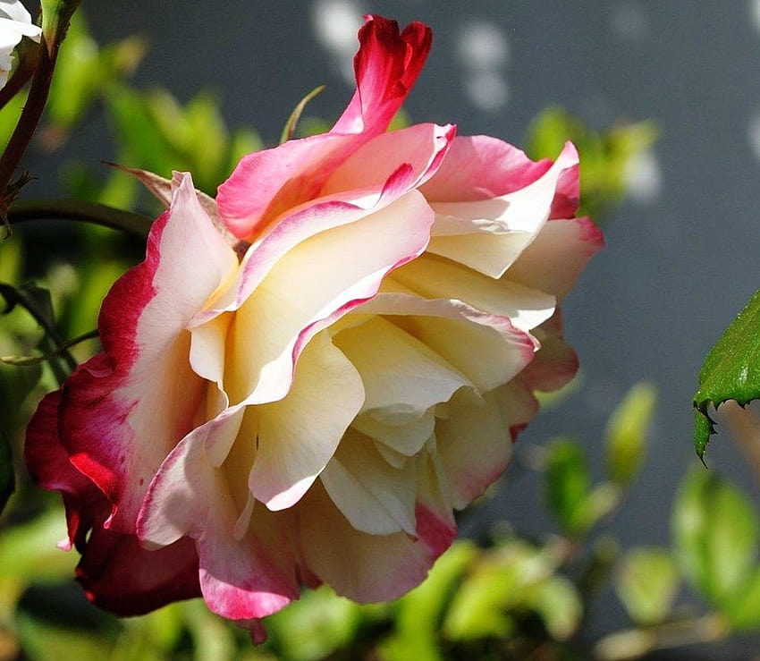 Kwiat Świeża róża Kwiaty Dwukolorowe Kolory Płatki Natura Panoramiczny Tapeta HD