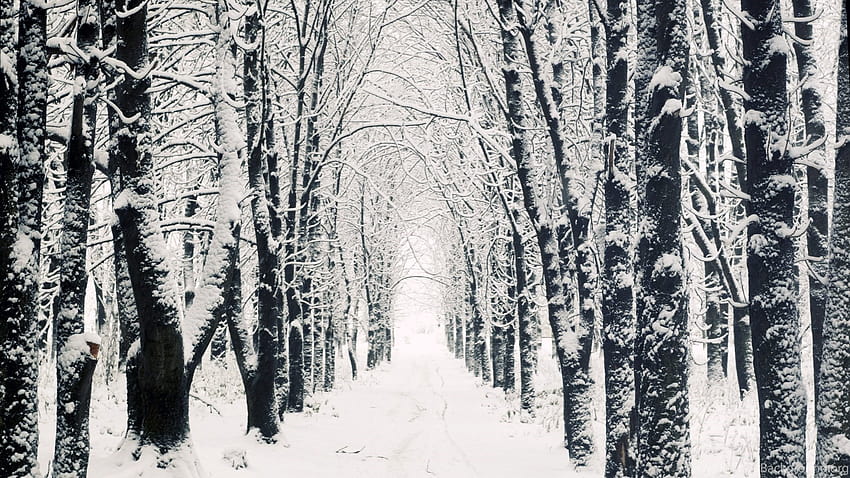 Snowy Apple Mac Winter Forest Backgrounds, white winter forest HD wallpaper  | Pxfuel