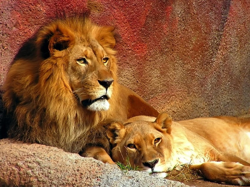 Para o leão leoa e, leão e leoa papel de parede HD