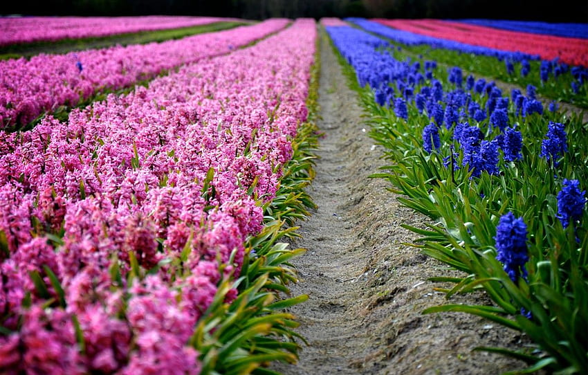 цветя, пролет, лилаво, розово, редиците, плантация, пролетни зюмбюли HD тапет
