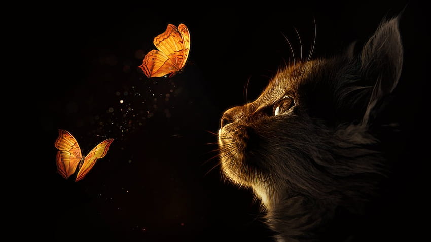 Kitten, Cat, Butterflies, Black background, Glowing, Manipulation, Closeup, » , Ultra, cat and butterfly HD wallpaper
