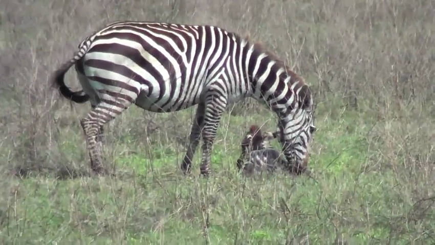Langkah Pertama Bayi Zebra yang Lucu, bayi zebra Wallpaper HD