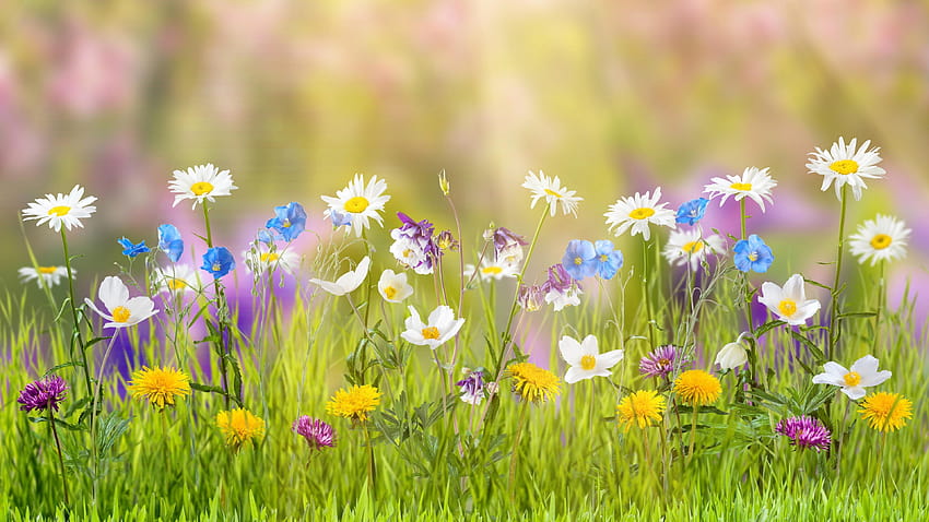 : цвете, растение, диви цветя, небе, флора, цъфтящи растения, диви цветя на поляна HD тапет