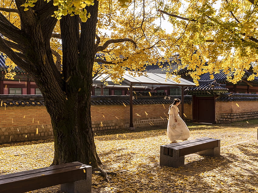 Seoul Foliage South Korea Gyeongbok Palace Autumn Asian Bench, korea autumnn HD wallpaper