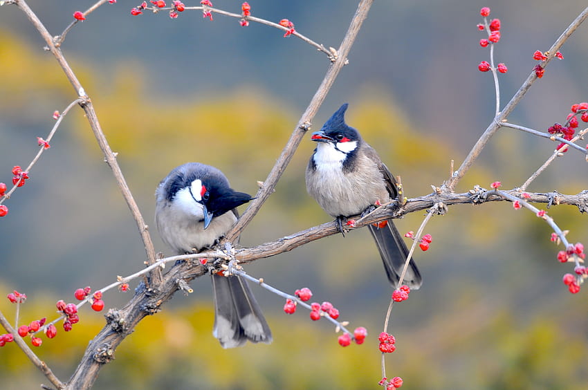 couple birds berries spring animals [3360x2100] for your , Mobile & Tablet, spring couples HD wallpaper