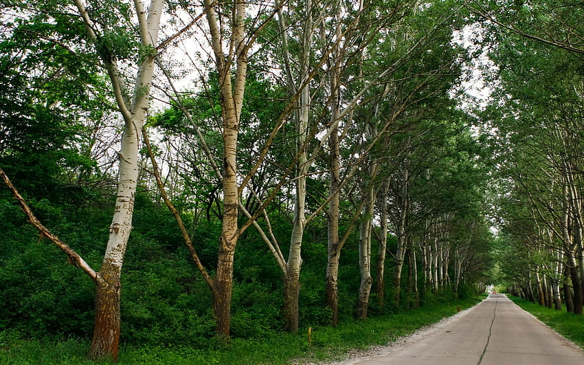 Line of trees, tree line HD wallpaper