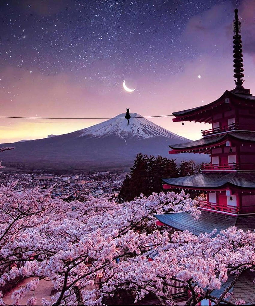 Vista dei fiori di ciliegio in Giappone, vista del Giappone Sfondo del telefono HD