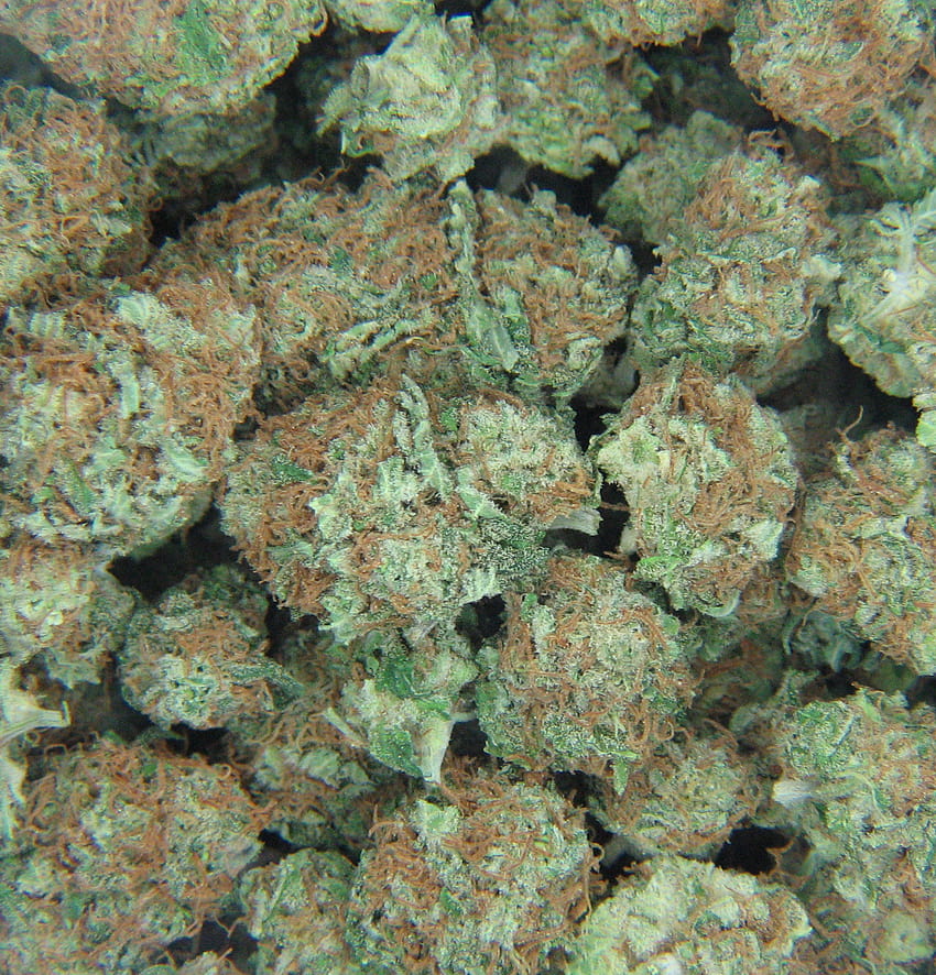 Marijuana Bud 3420 LUQ Sfondo del telefono HD