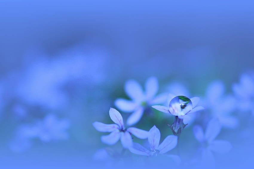 flowers petals blue water plant drop HD wallpaper