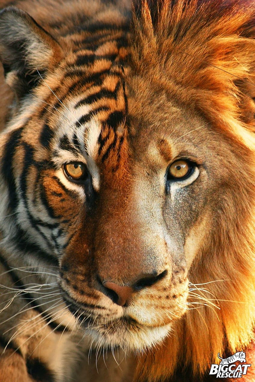 Tygrys kontra lew, kto wygra?, lew kontra tygrys Tapeta na telefon HD
