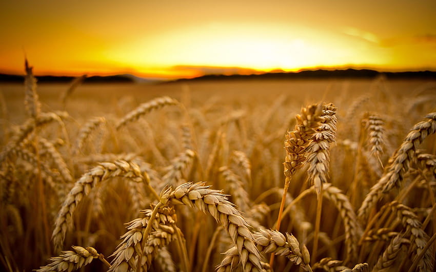 小麦の収穫、収穫 高画質の壁紙