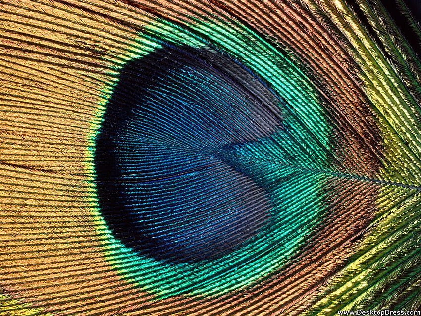 » Other Backgrounds » Iridescent, Peacock Eye HD wallpaper