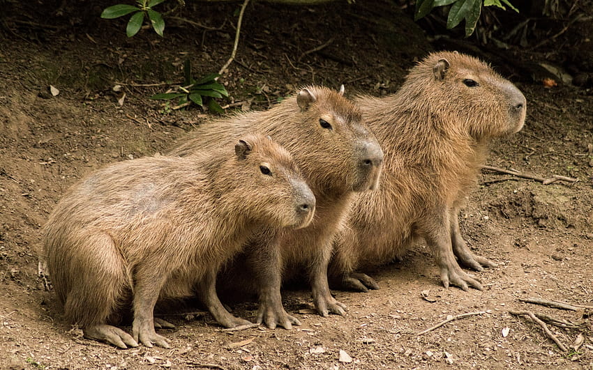 Trois capybaras mignons 1920x1200 Fond d'écran HD