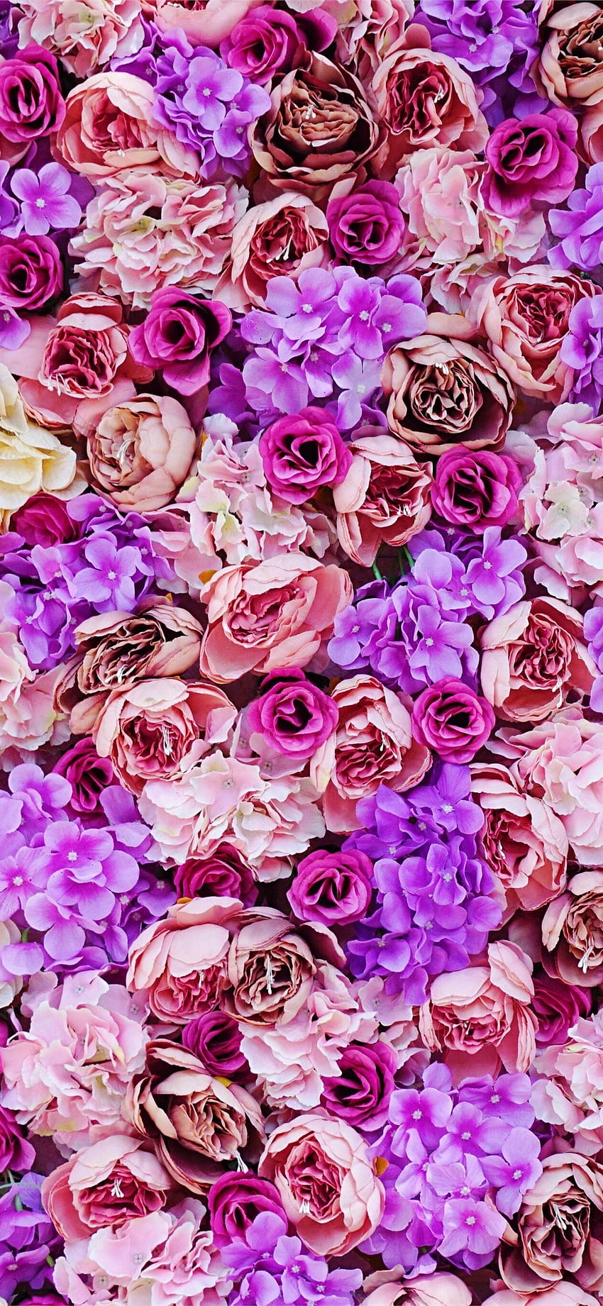 분홍색과 보라색 꽃잎 꽃, 꽃 아이폰 11 HD 전화 배경 화면