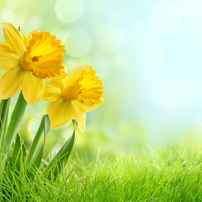 Daffodil Magic, Legends, and Folklore, mystical spring flowers HD phone wallpaper