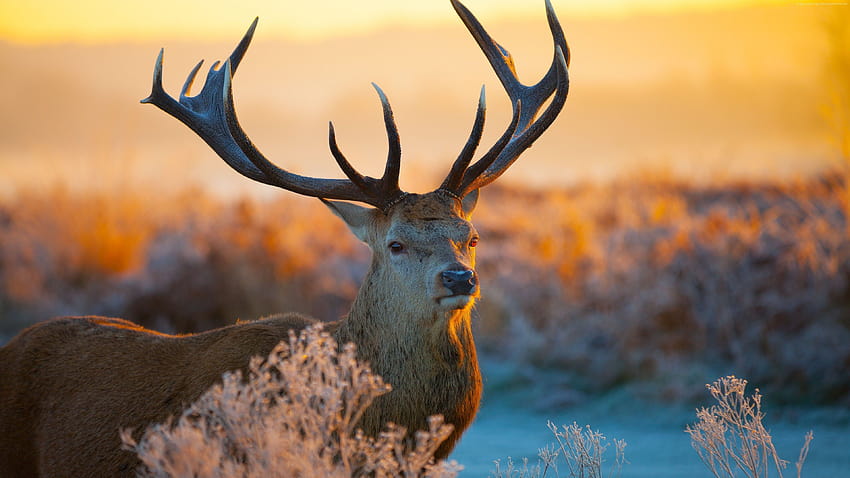 58 Best Beautiful deer ideas, deer pc HD wallpaper
