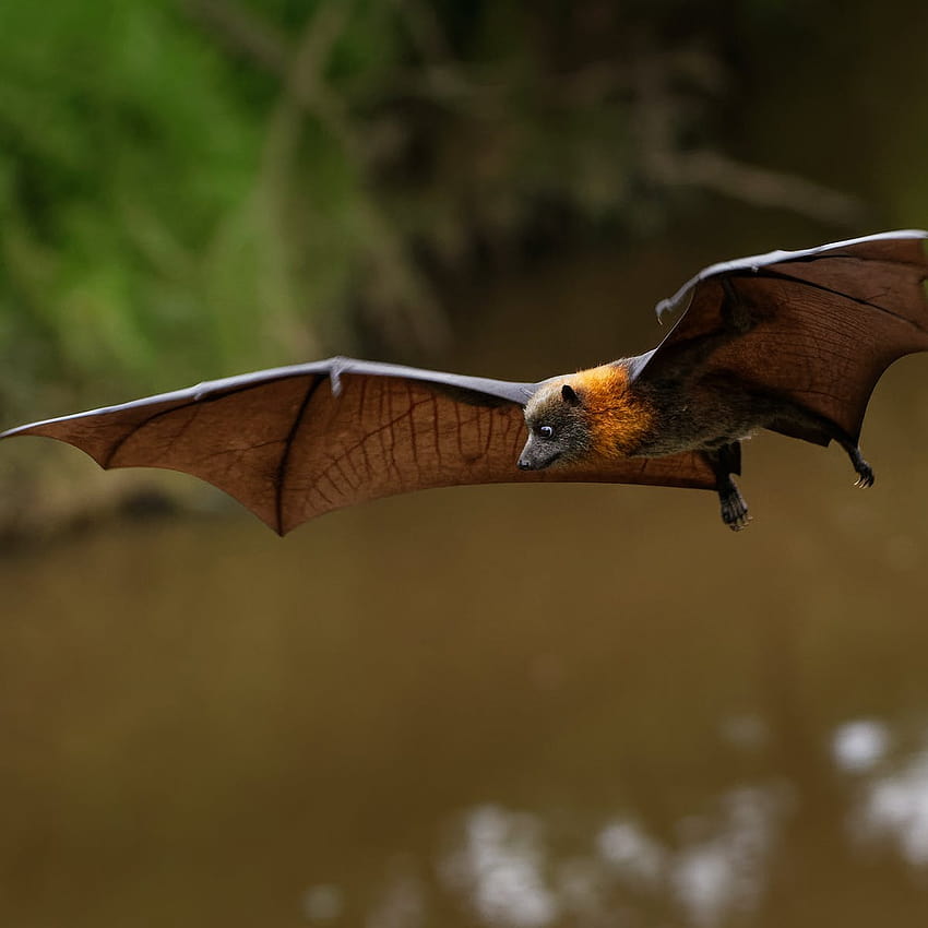 Os morcegos frugívoros são os únicos morcegos que não podem Papel de parede de celular HD