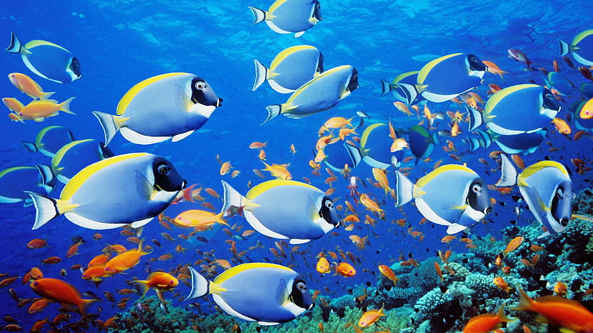 School of Fish Thailand one iphone Fish Fish [1920x1080] for your , Mobile & Tablet HD wallpaper