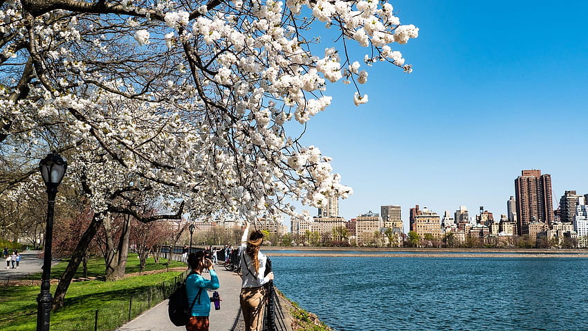 New York City Central Park Close Up, printemps new york Fond d'écran HD